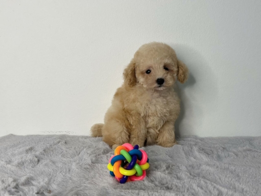 Poodle - Cream (Female)