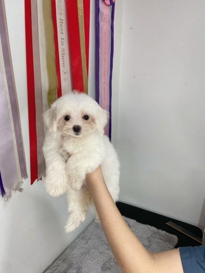 Maltese - White (Female)