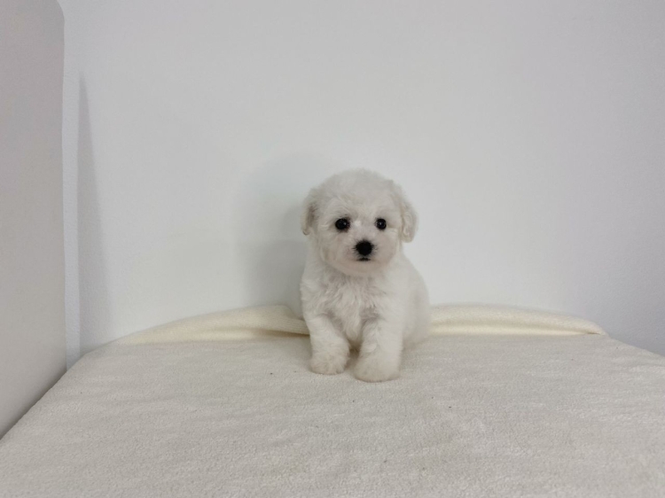 Bichon Frise - White (Female)