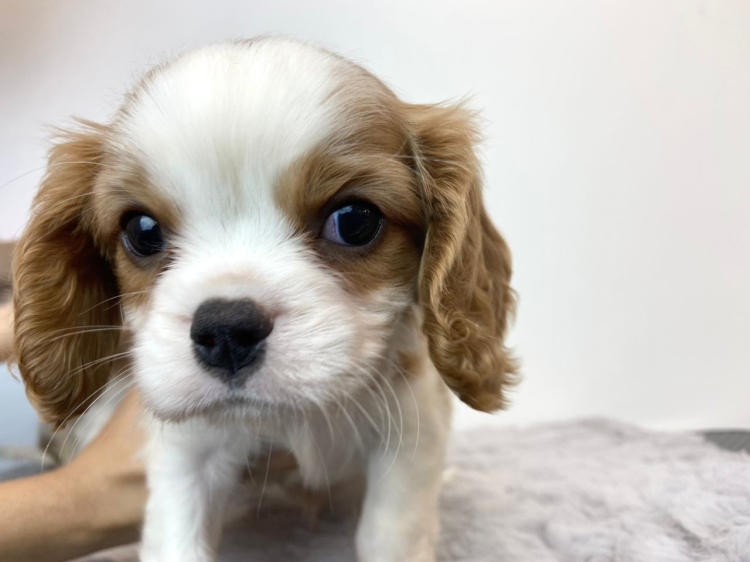 Cavalier King Charles - Blenheim (Male)