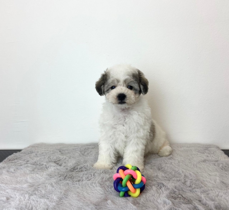 Bichon Poodle - Parti (Male)