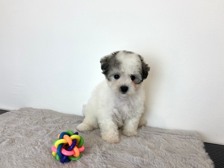 Bichon Poodle - Parti (Female)