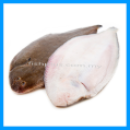 New Zealand Sole Fish