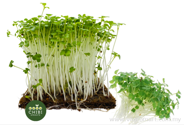 Wasabi Mustard Microgreen