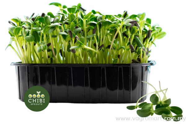 Sunflower Microgreen