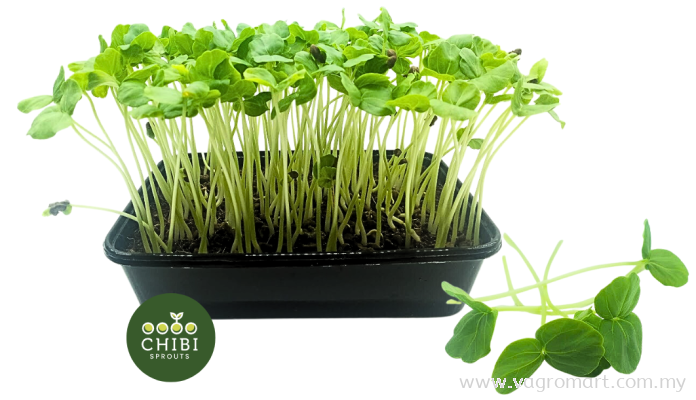 Roselle Microgreen