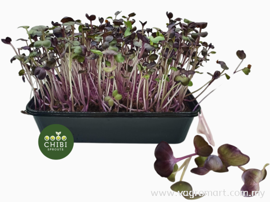 Rambo Radish Microgreen