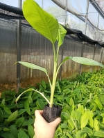 Tissue Culture Pisang Berangan 