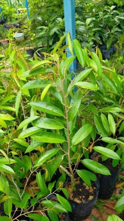 Durian Musang King Seedling