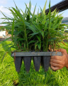 Tissue Culture Ginger  Seedling