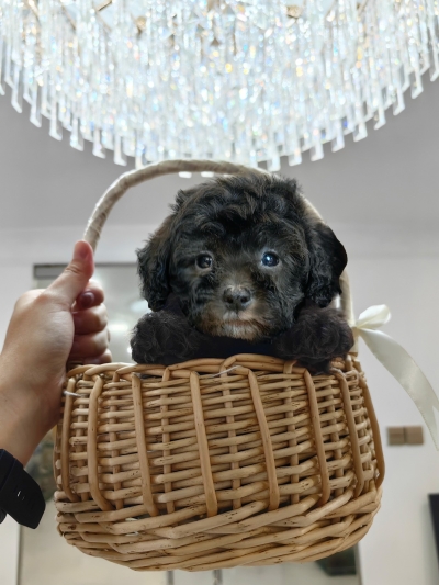 Tiny Toy Poodle - Silver (Male)