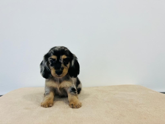 Mini Long Coat Dachshund - Black Dapple (Female)