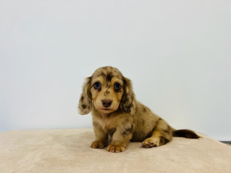 Mini Long Coat Dachshund - Chocolate Dapple (Male)