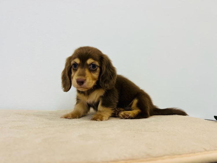 Mini Long Coat Dachshund - Chocolate Tan (Female)