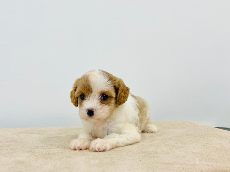 Cavapoo - Red White (Female)