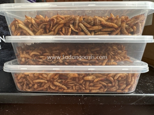 Black Soldier Fly Larvae