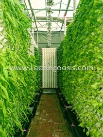 VEGE365 Hydroponic Systems