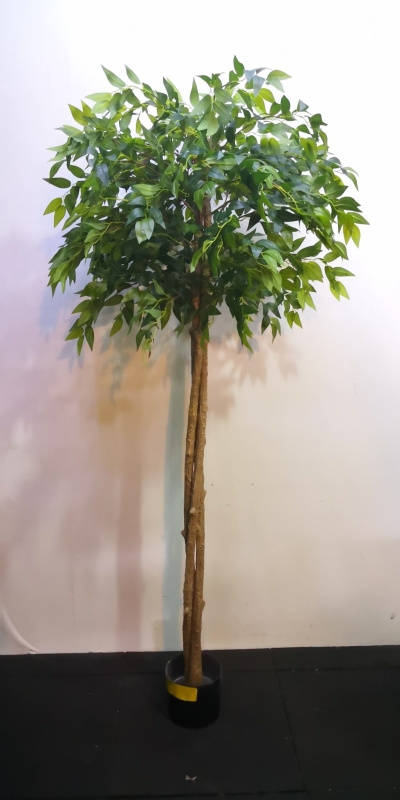 1.8m Banyan Tree (ball) SG430 floristkl (Rent Available)