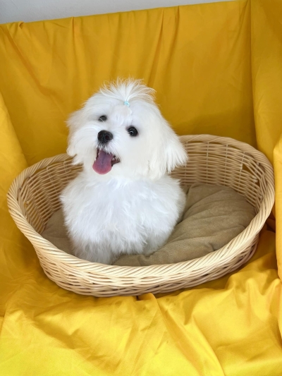 Maltese (Female)