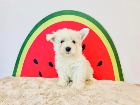 West Highland White Terrier (Female)