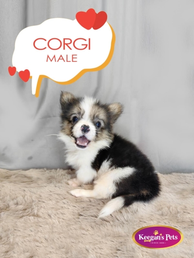 Long Coat Miniature Corgi (Male)