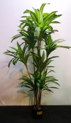 1.6m Dracaena Fragrans AP543 floristkl Artificial Plant (Sell & Rent)