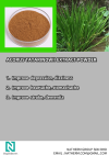 ACORUS TATARINOWII EXTRACT POWDER Halal ingredients