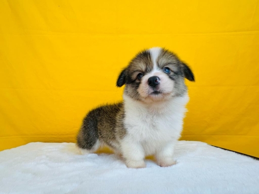 Corgi Puppy (Male)