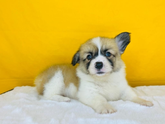 Corgi Puppy (Male)