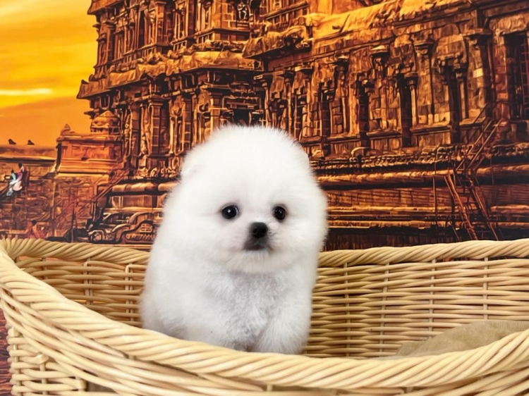 Pomeranian - White (Male)