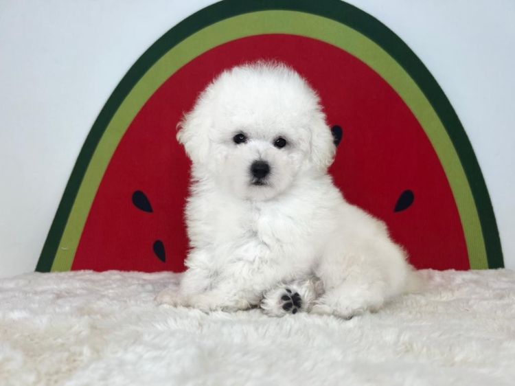 Tiny Poodle - White (Male)