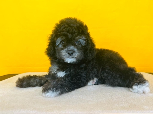 Toy Poodle - Silver (Female) 