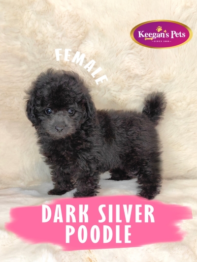 Tiny Toy Poodle - Dark Silver (Female) 