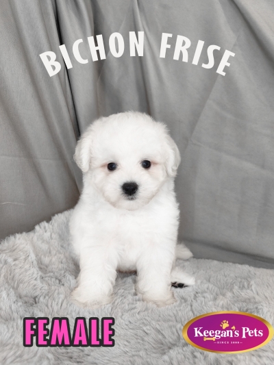 Bichon Frise MKA ( Female )