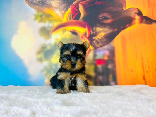 Yorkshire Terrier (Female)