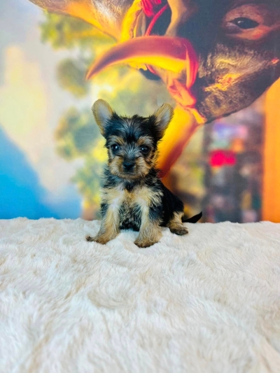 Yorkshire Terrier (Female)