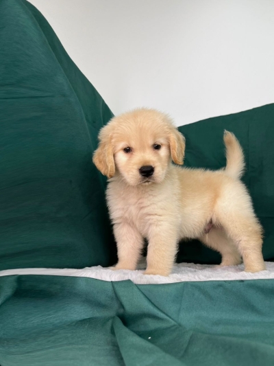 Golden Retriever MKA (Male)