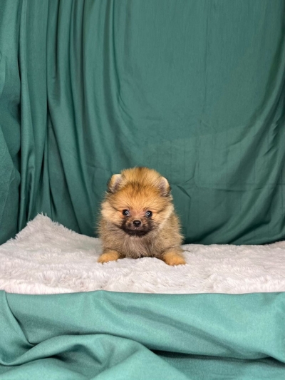 Tiny Pomeranian MKA - Orange Sable (Female)