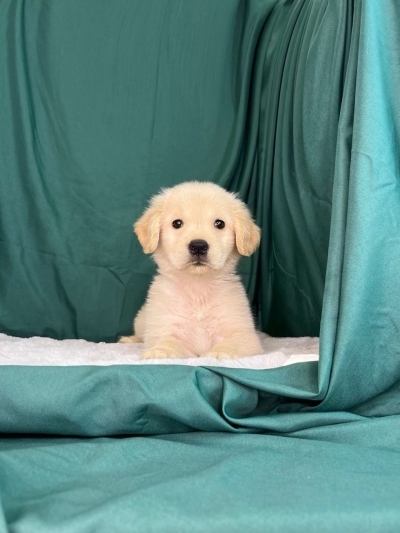 Golden Retriever MKA (Female)