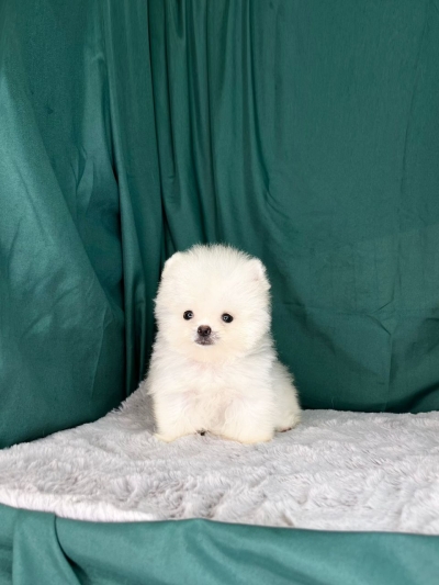 White Pomeranian MKA (Male)