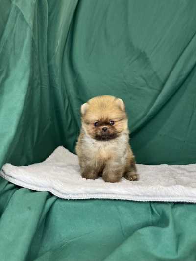 Tiny Pomeranian MKA - Orange Sable (Male)