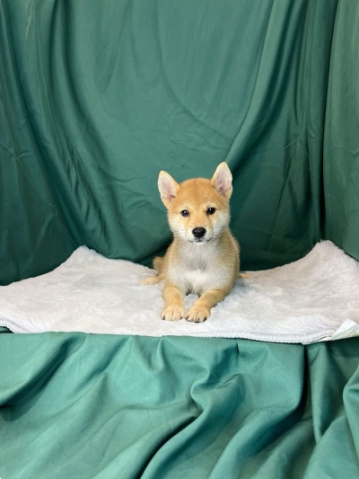 Shiba Inu MKA ( Female )