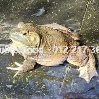 Katak Bullfrog Ｆ