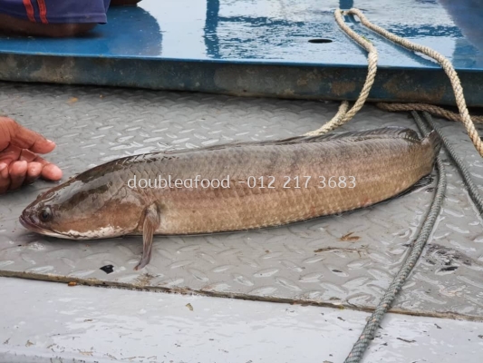 Haruan Fillet Ƭ