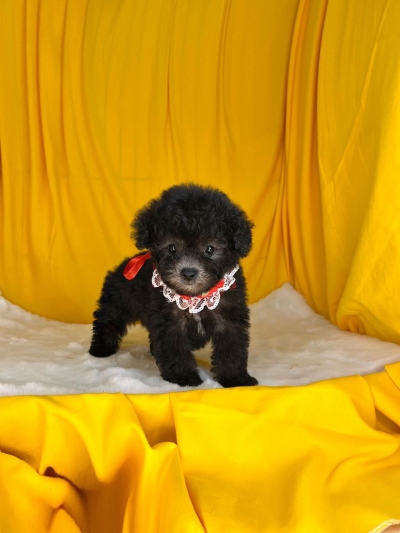 Super Tiny Poodle - Silver (Female)