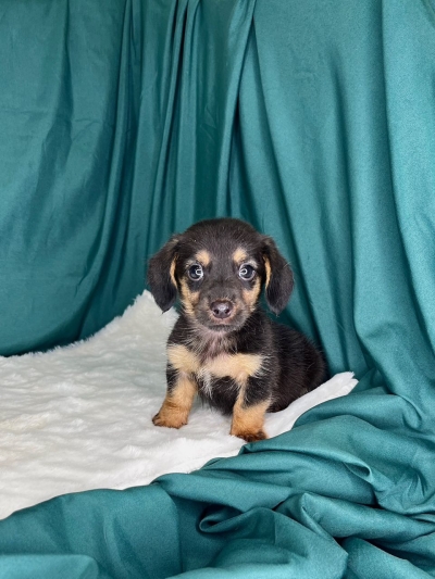 Short Coat Mini Dachshund - Black Tan (Male)