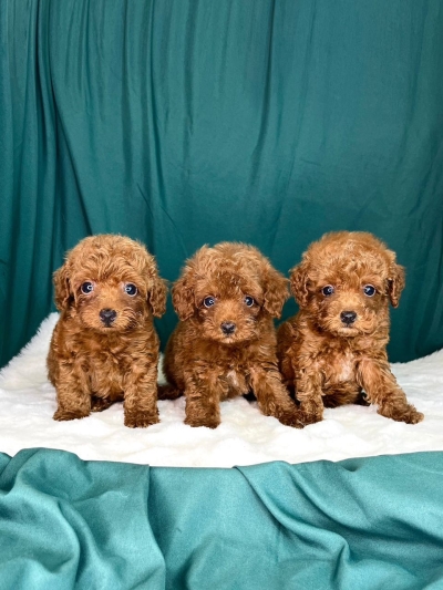 Tiny Poodle - Red (Male)