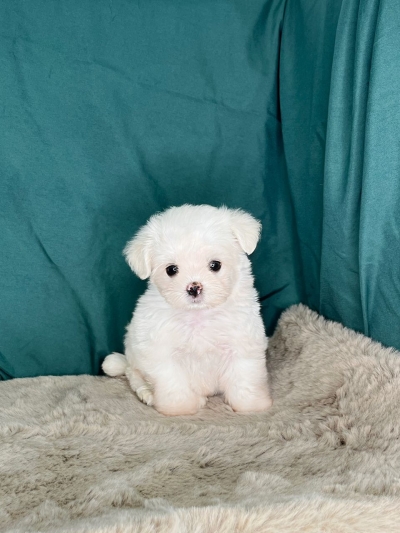 Tiny Maltese MKA (Male)