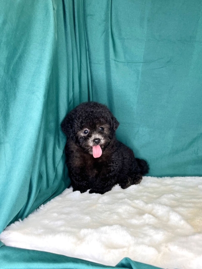 Tiny Poodle - Silver (Male)
