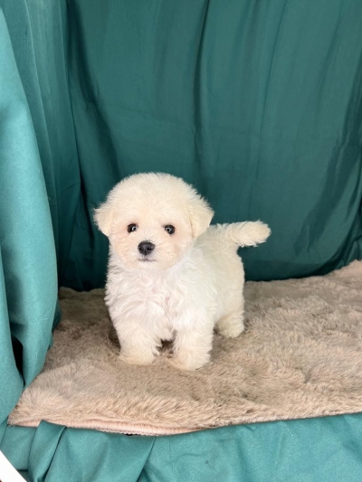 Super Tiny Bichon Frise (Male) MKA